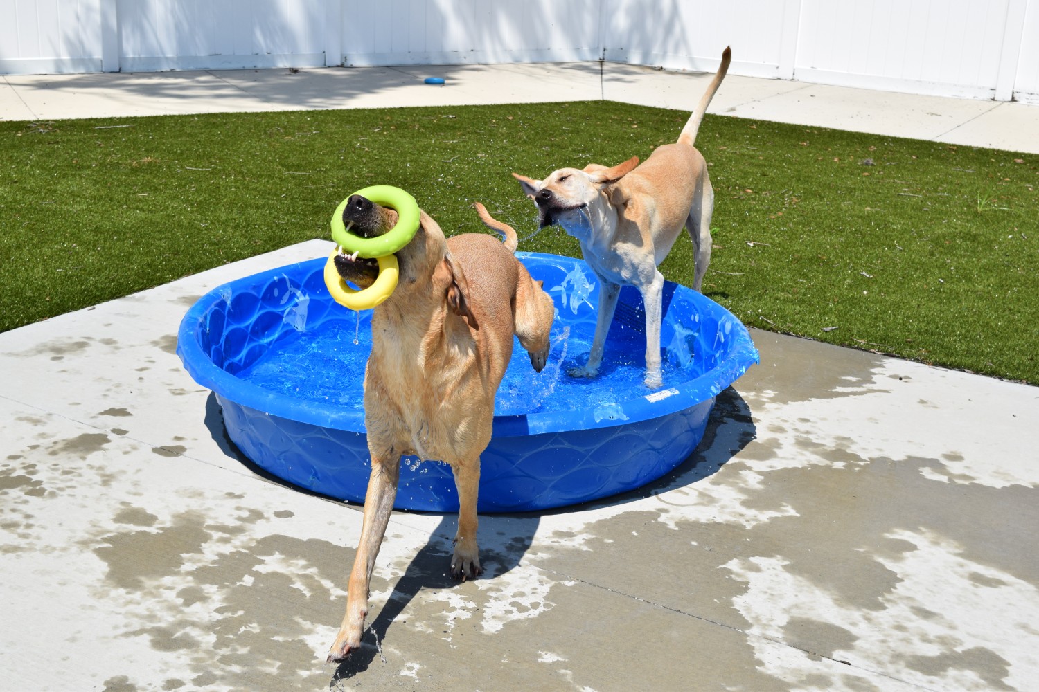 Palmetto Animal Clinic - Palmetto, FL - Boarding at Opie's Doghouse