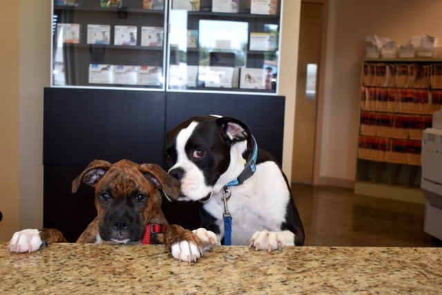 Palmetto Animal Clinic's Greeting Committee