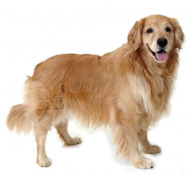 Golden - Companion Laser
