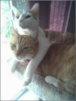 Our Buddies